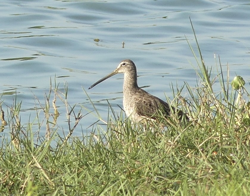 Long-billed Dowitcher - ML430274161