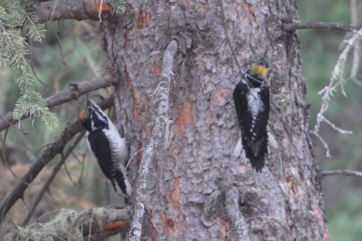 American Three-toed Woodpecker - ML430275251