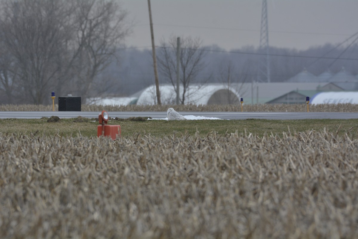 Snowy Owl - ML430277161