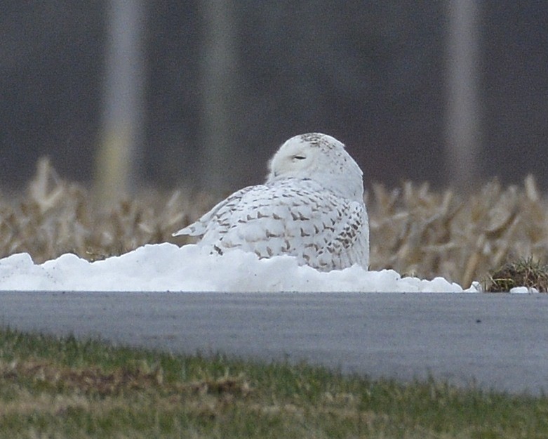 Snowy Owl - ML430277211