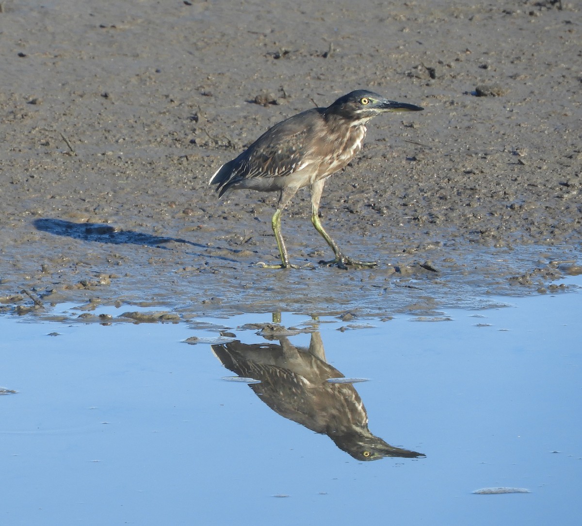 Striated Heron - Ivor Preston