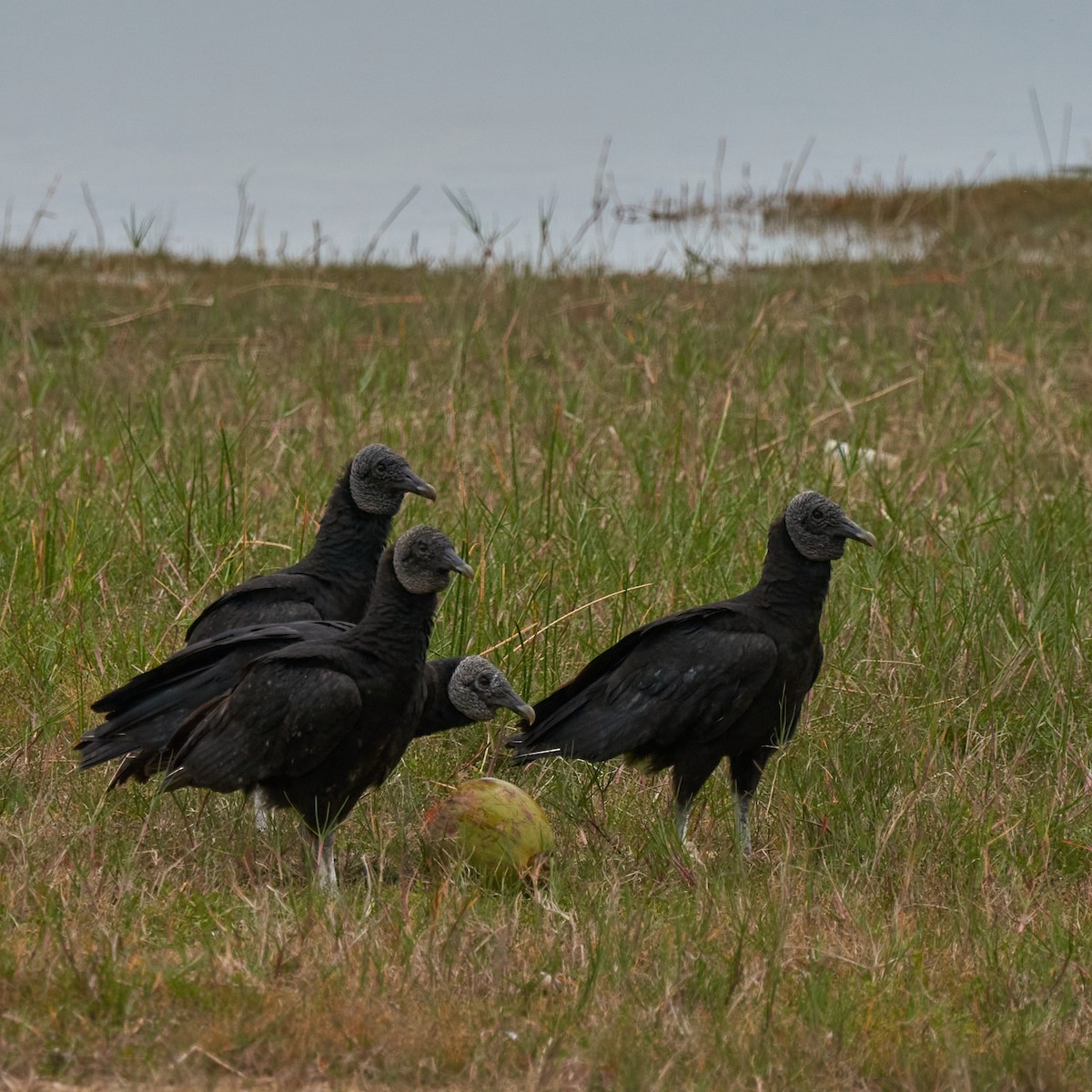 Black Vulture - Catherine Fedorsky