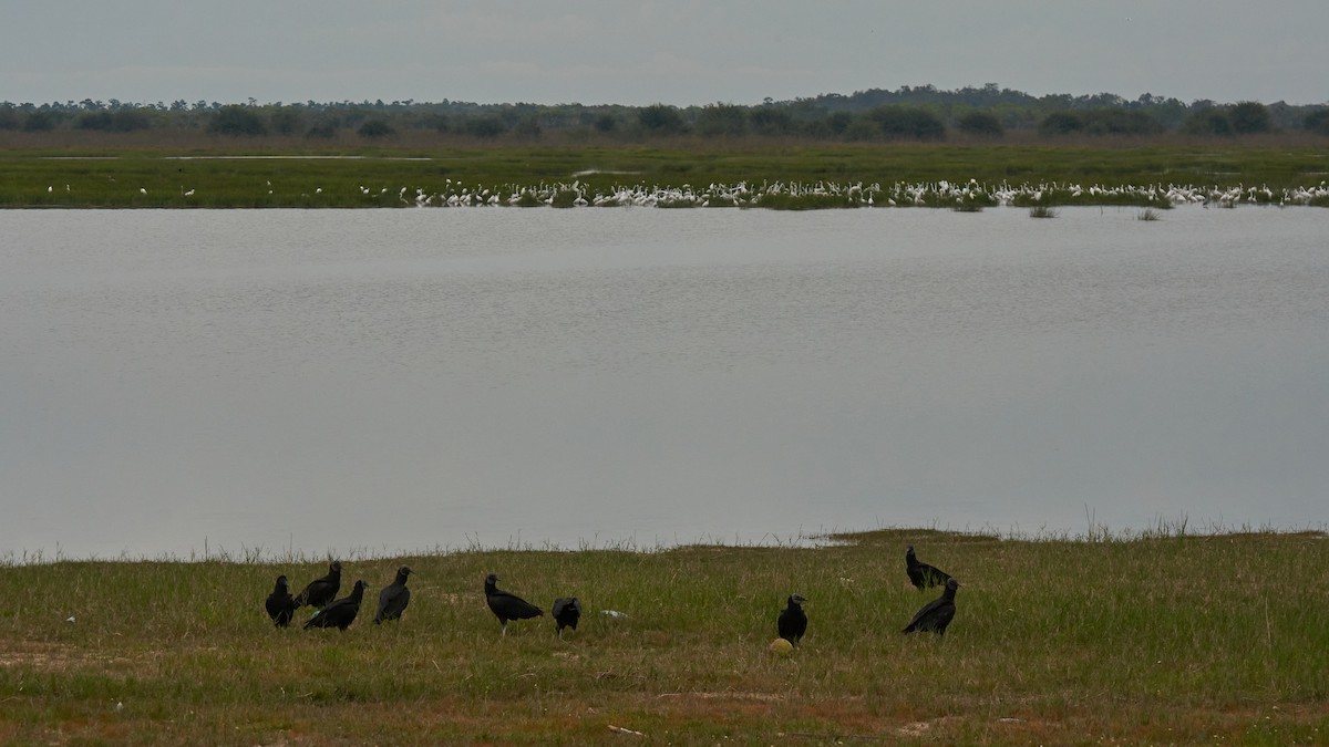 Black Vulture - ML430282401