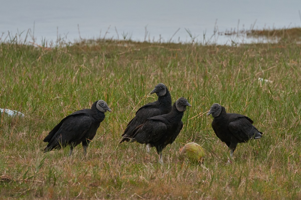 Black Vulture - Catherine Fedorsky