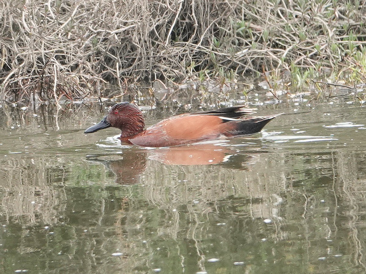 Cinnamon Teal - Gary Martindale