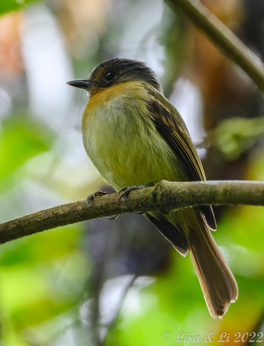 Rufous-breasted Flycatcher - ML430284121