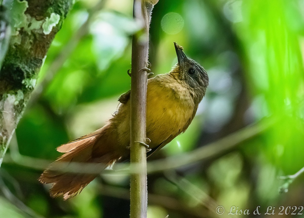 Streak-capped Treehunter - ML430284691