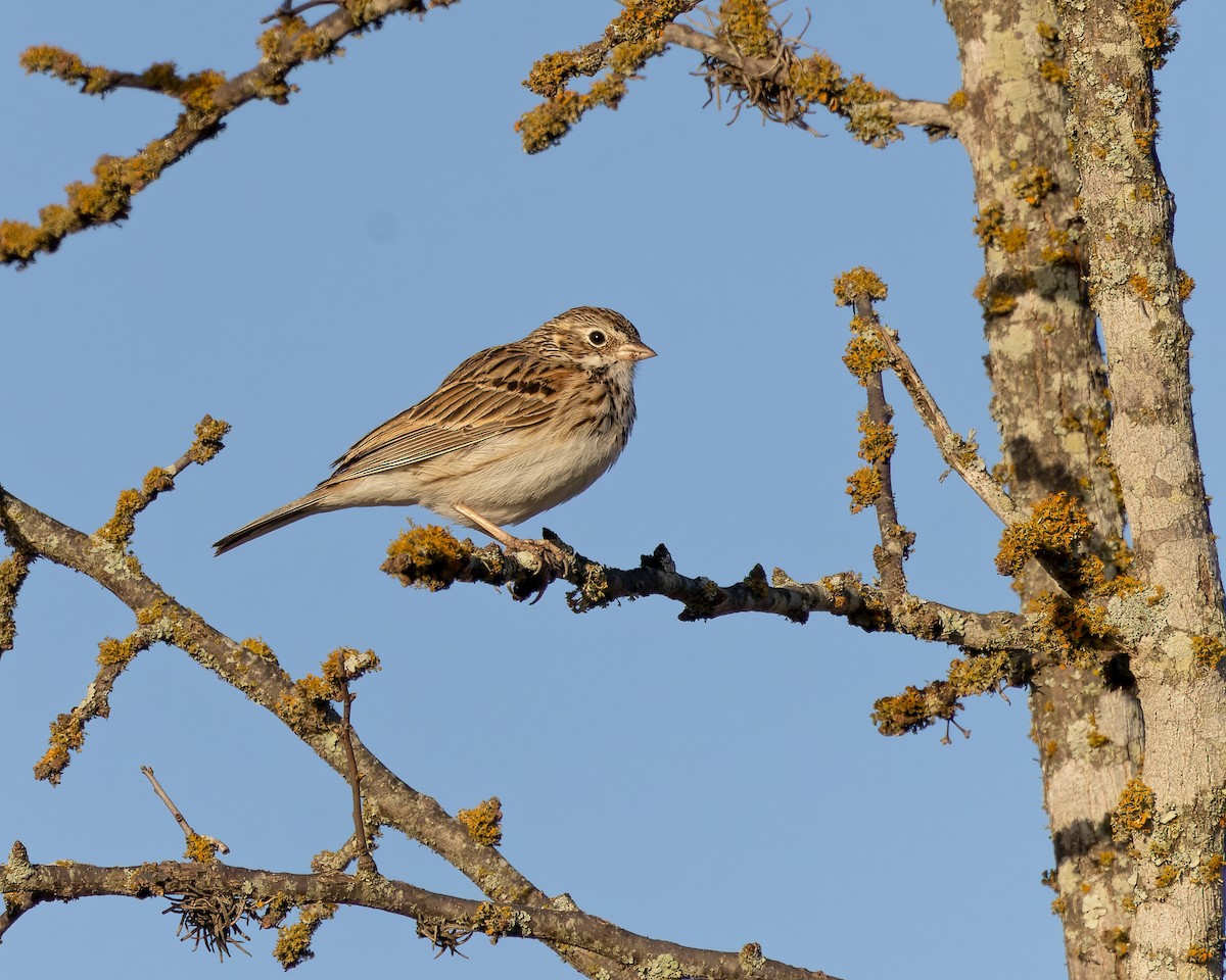 Vesper Sparrow - Mark & Teri McClelland