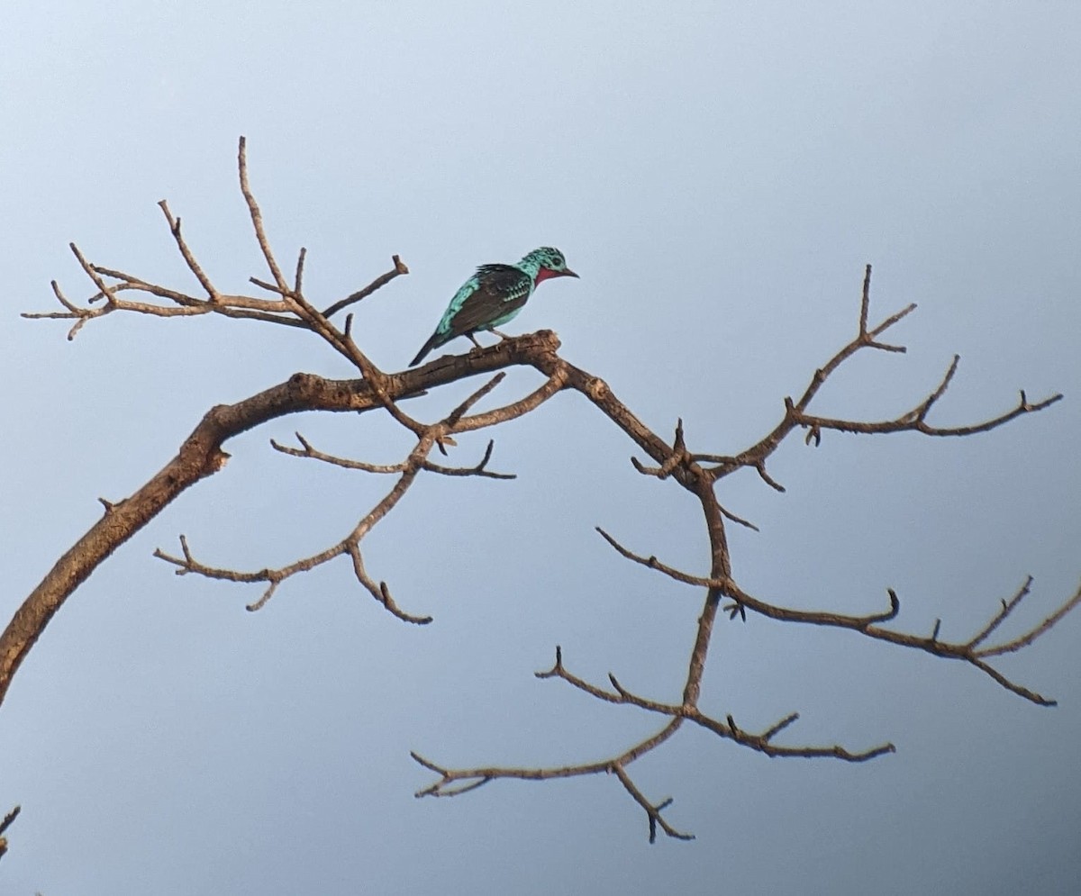 Spangled Cotinga - ML430286191