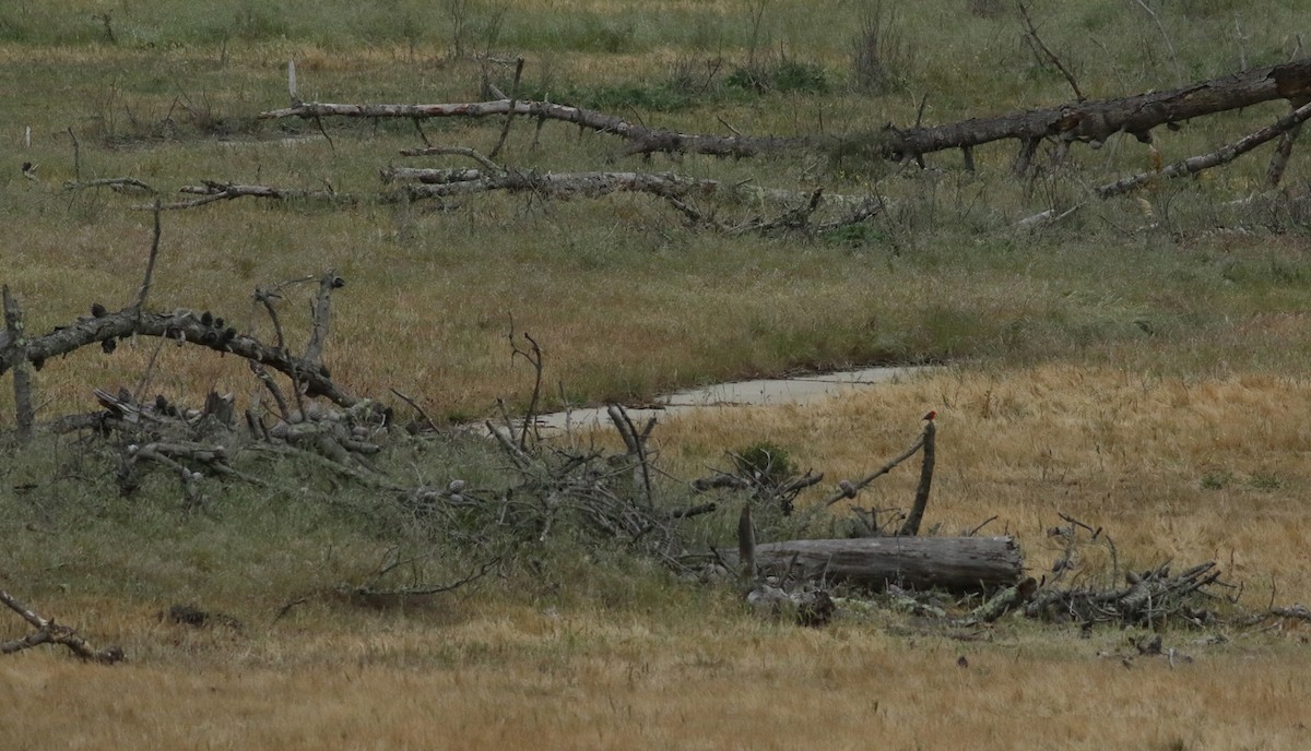 Vermilion Flycatcher - ML430286201