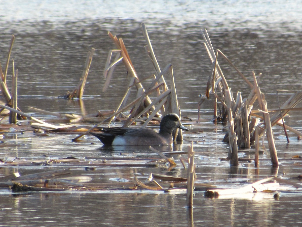 American Wigeon - Owen Woodhouse