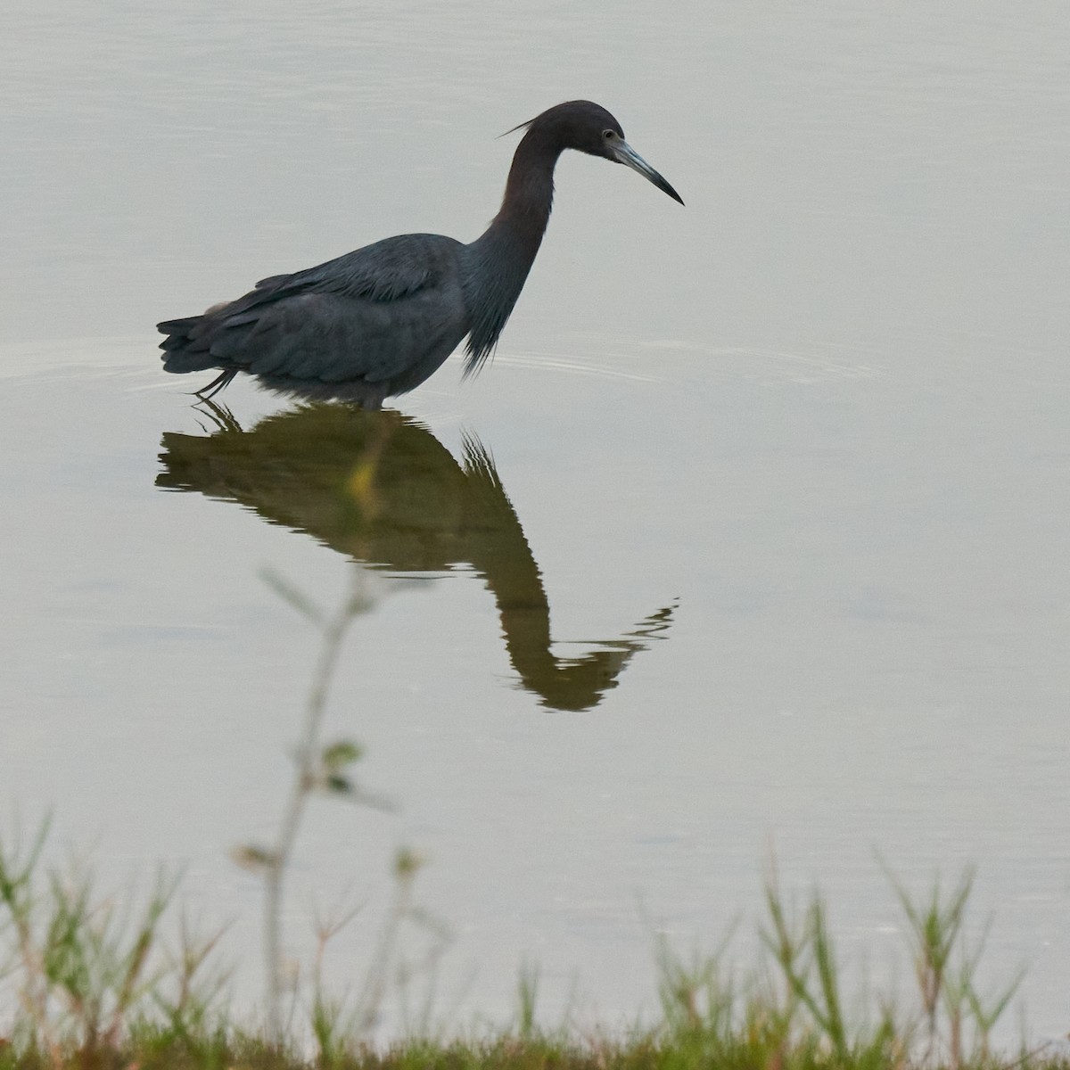 Little Blue Heron - Catherine Fedorsky