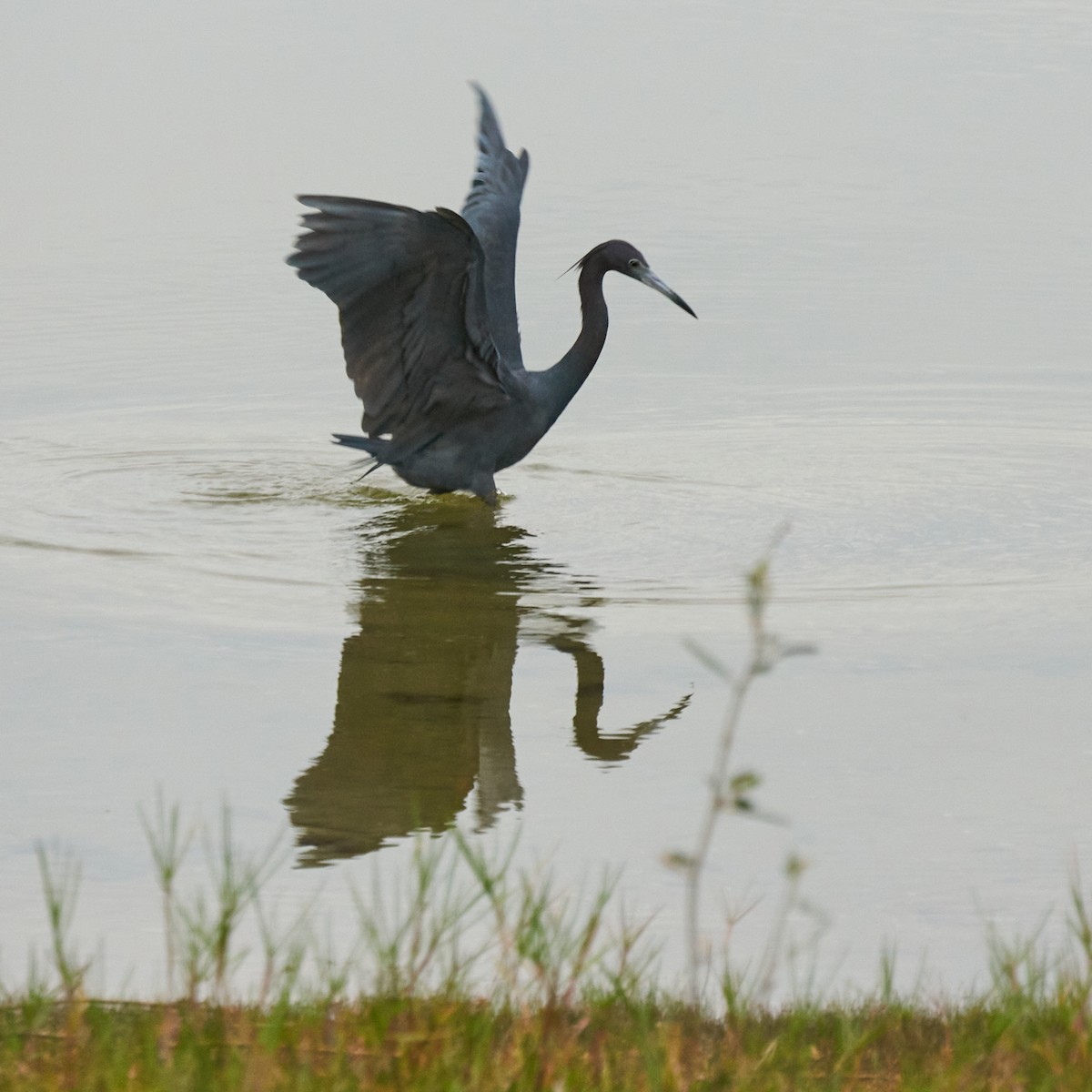 Little Blue Heron - Catherine Fedorsky