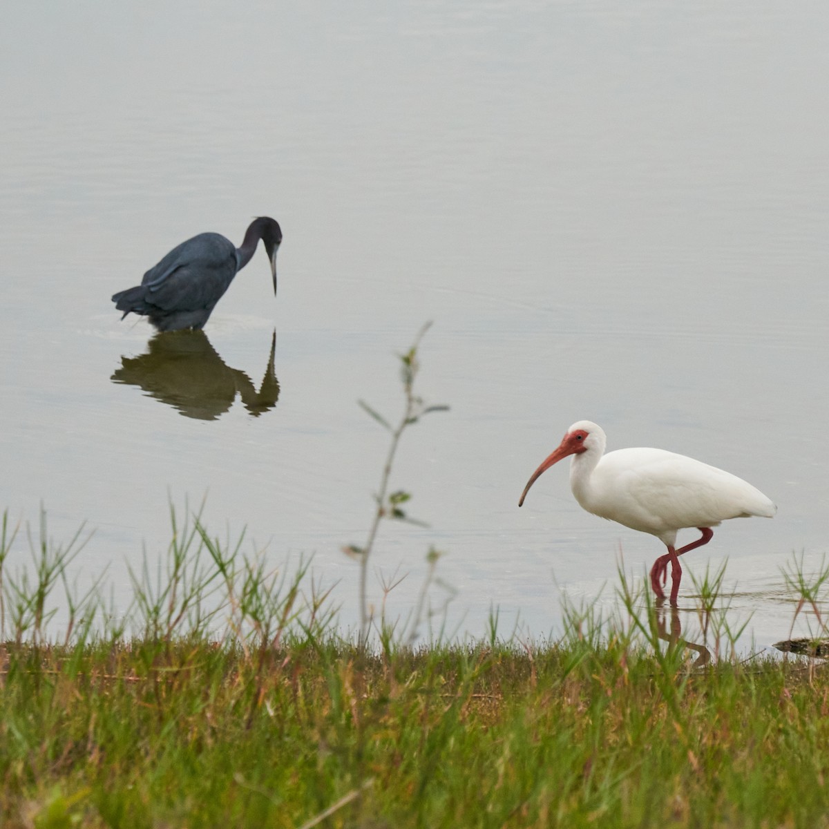 Little Blue Heron - ML430286771