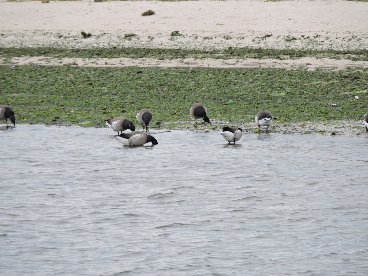 Brant - ML430287241