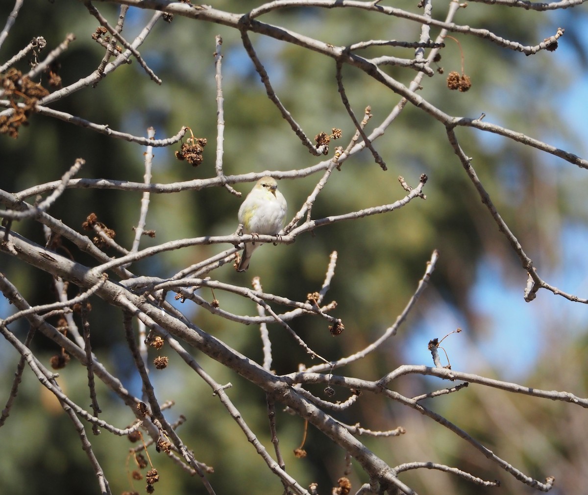 American Goldfinch - ML430287941