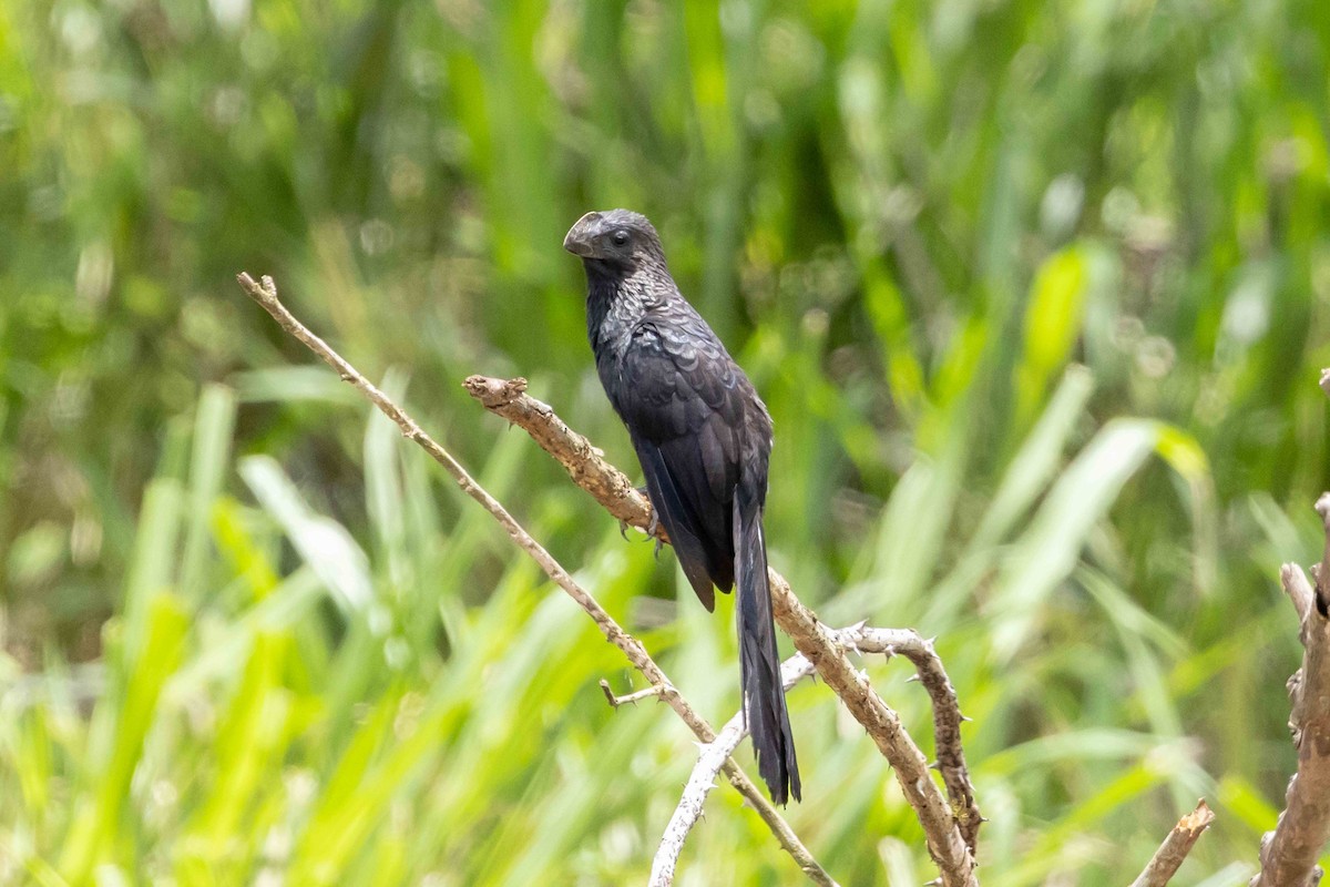 Smooth-billed Ani - Linda Rudolph