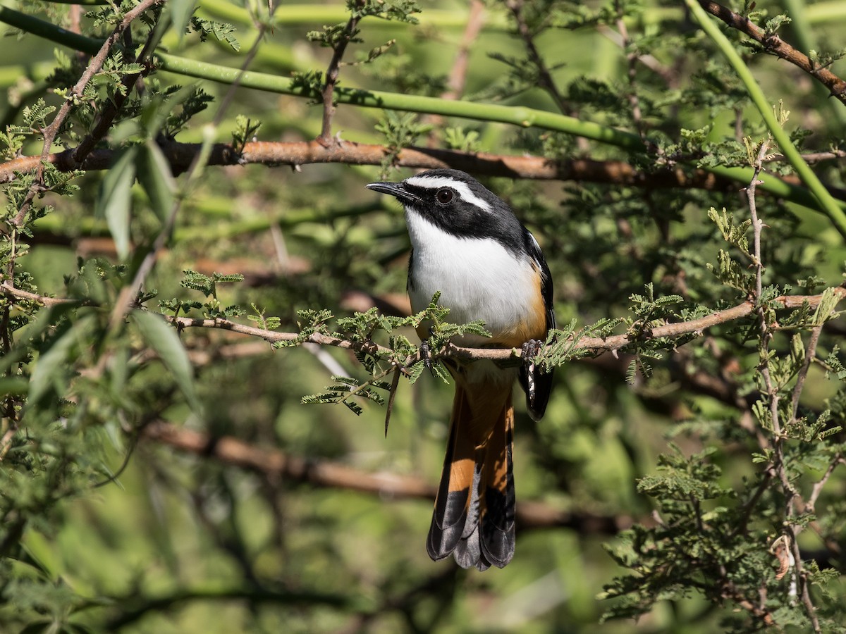 White-throated Robin-Chat - matthew sabatine