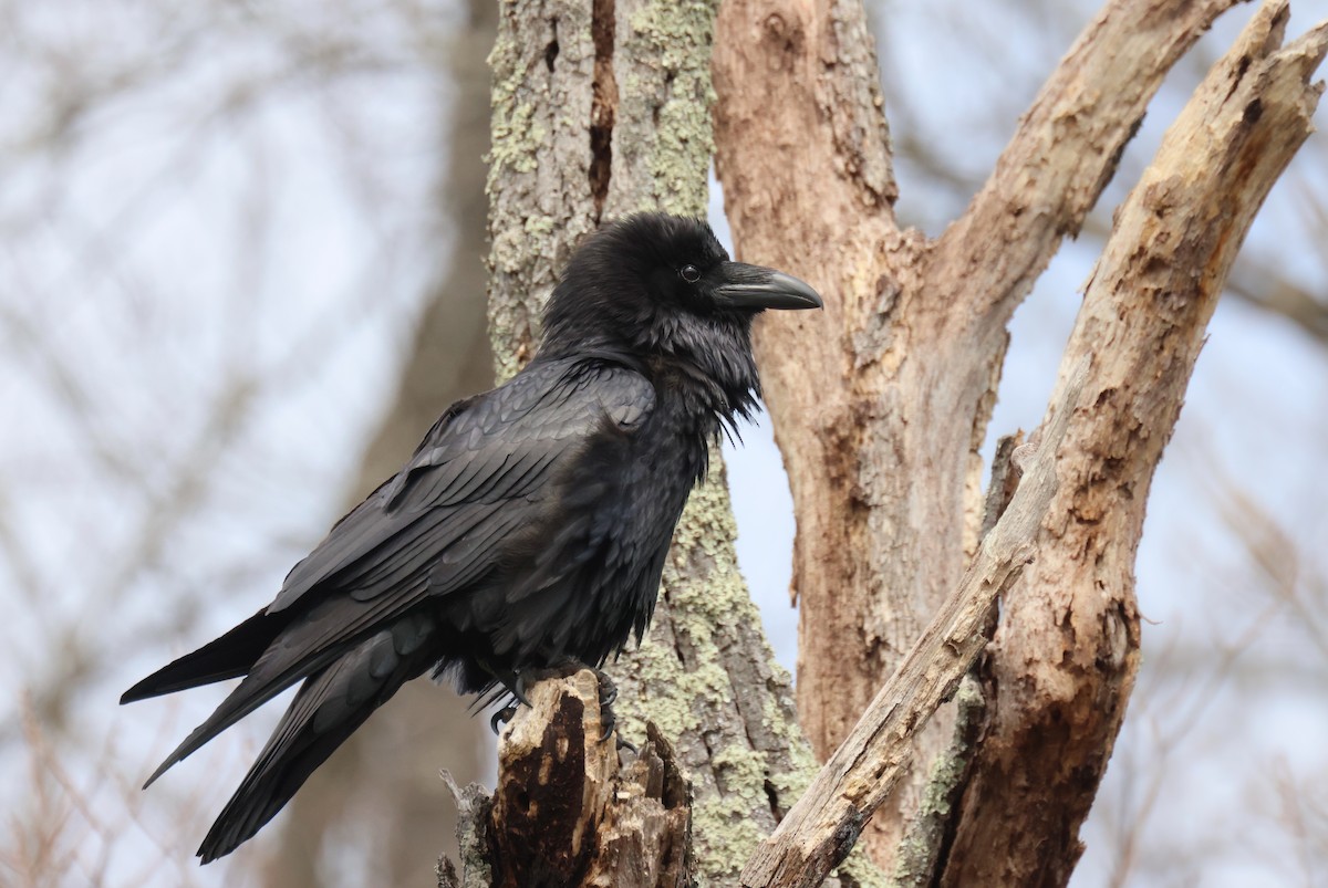 Common Raven - Andy Wilson