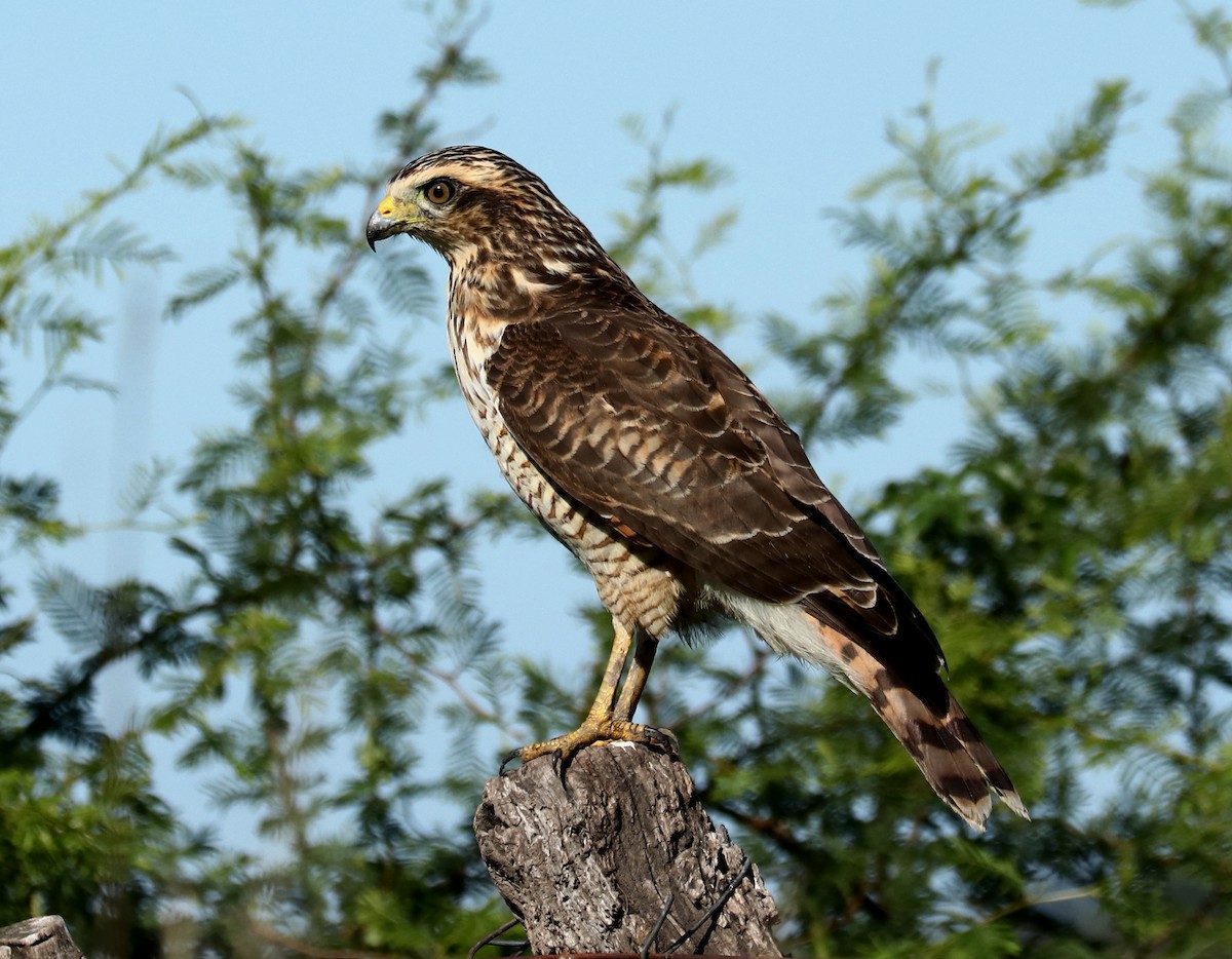 Roadside Hawk - ML430292601