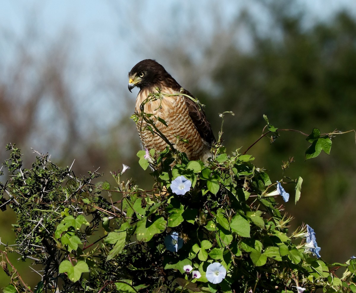 Roadside Hawk - ML430292611