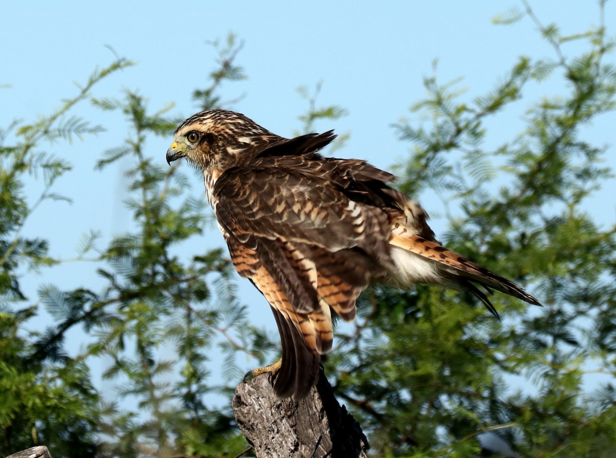 Roadside Hawk - ML430293211