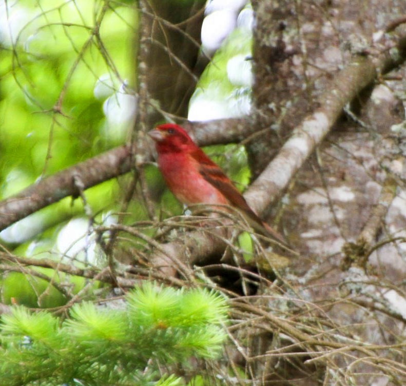 Purple Finch - ML43029581