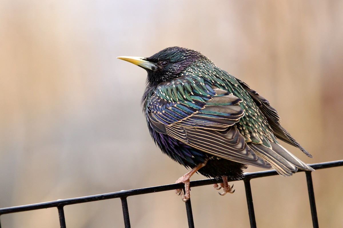 European Starling - ML430295981