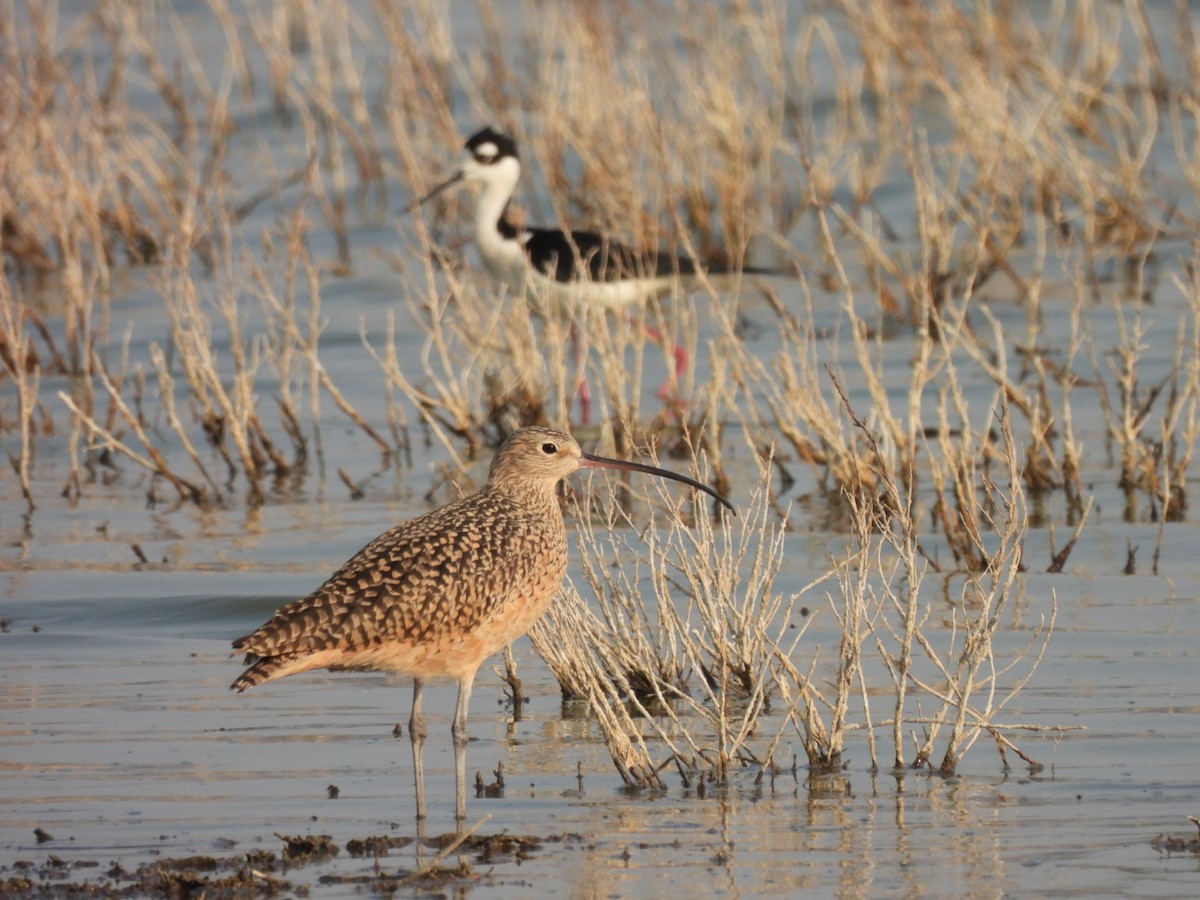 Long-billed Curlew - ML430298241