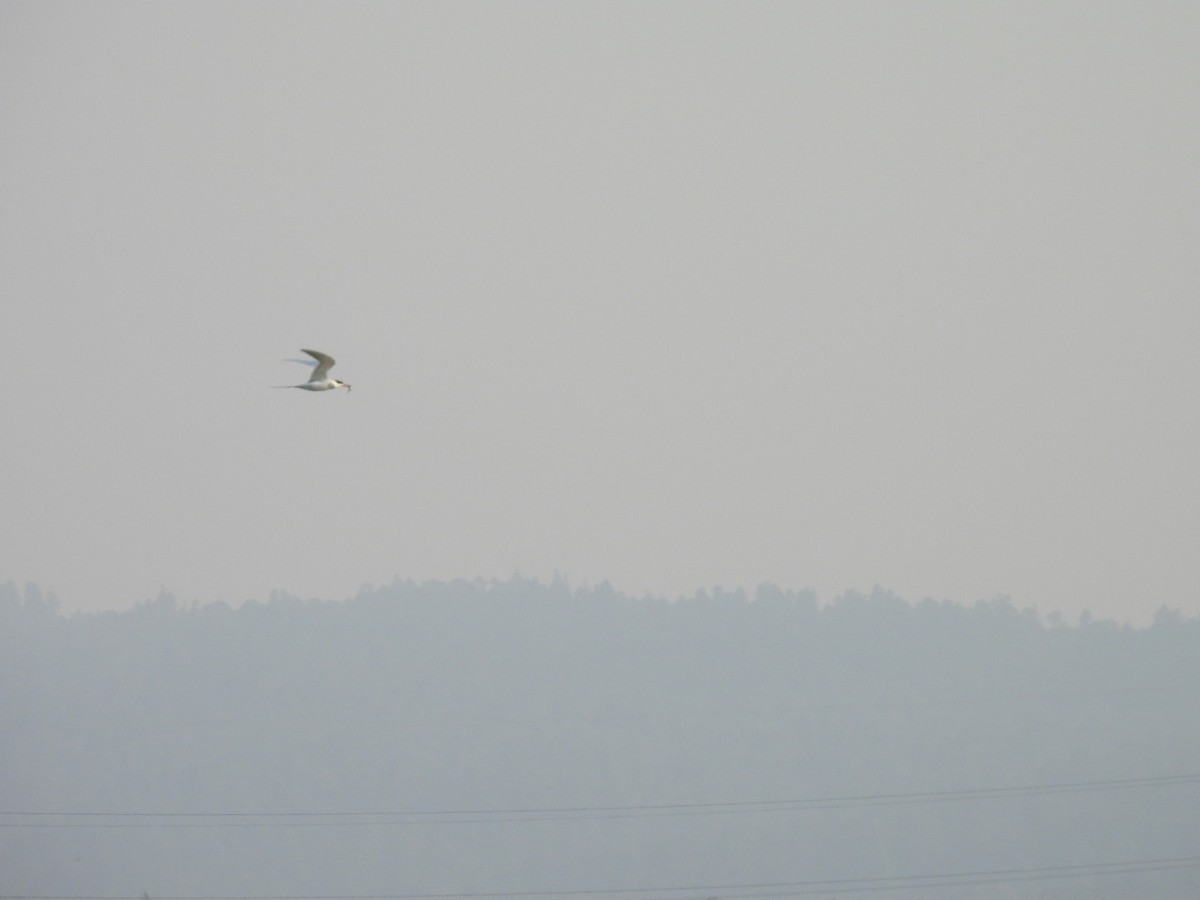 Forster's Tern - ML430298331