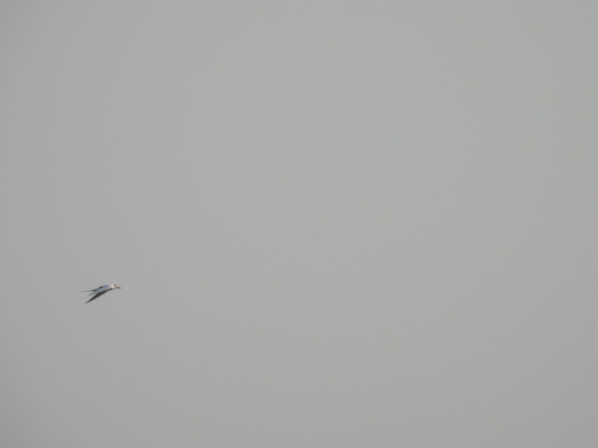 Forster's Tern - Ilse Aidee Palma Piña