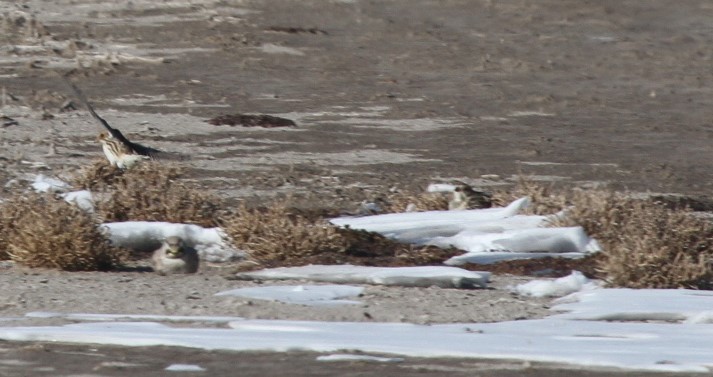 Thick-billed Longspur - Kendall Watkins