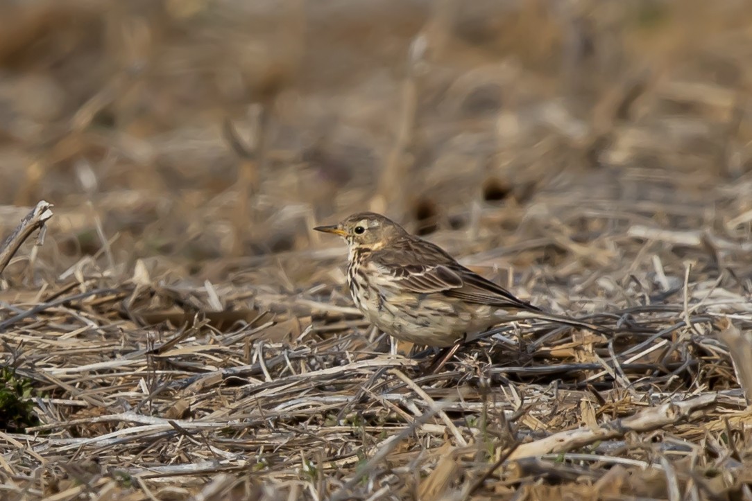 American Pipit - ML430307031