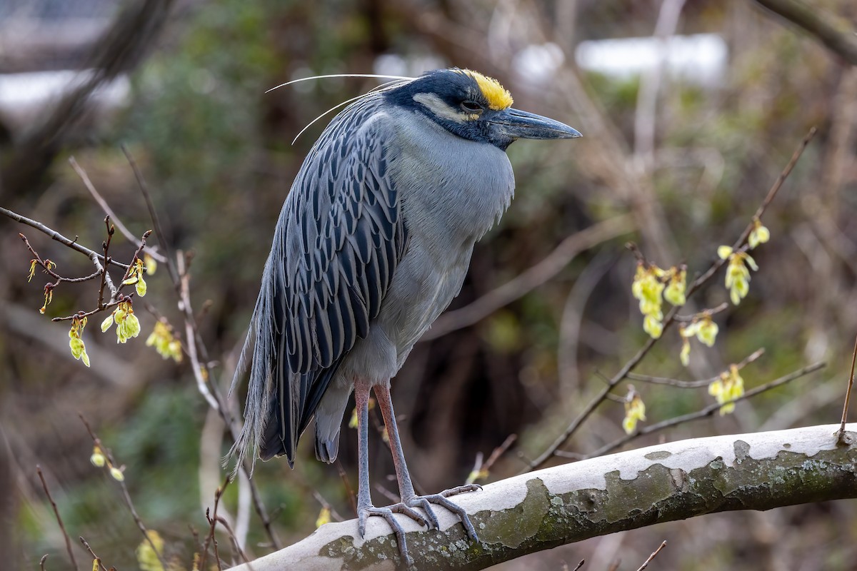 Yellow-crowned Night Heron - ML430307281