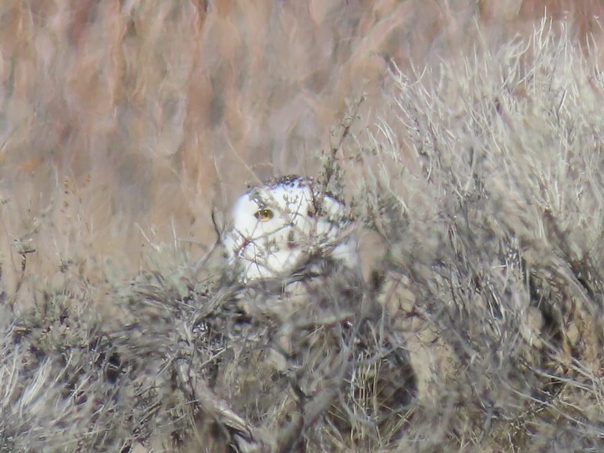 Snowy Owl - ML430307421