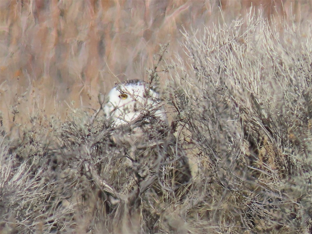 Snowy Owl - ML430307461