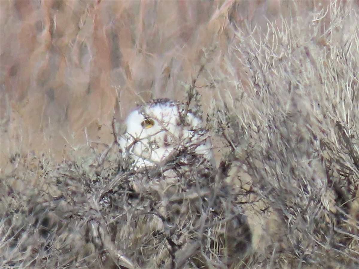 Snowy Owl - ML430307481