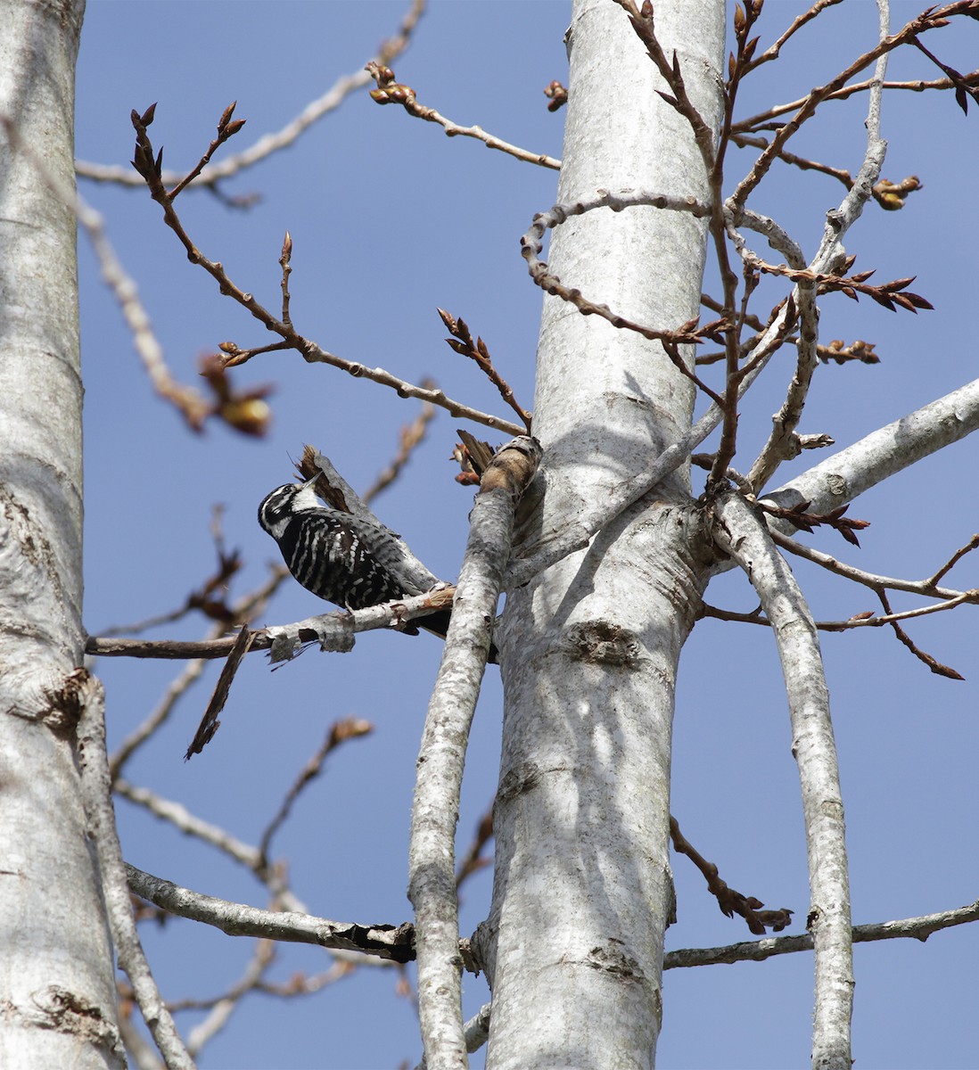 Nuttall's Woodpecker - Bill Hubick