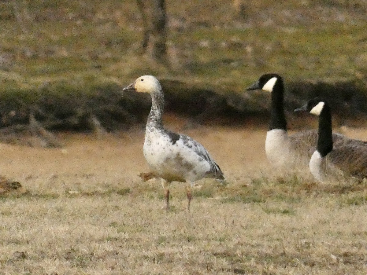 Snow Goose - ML430308771