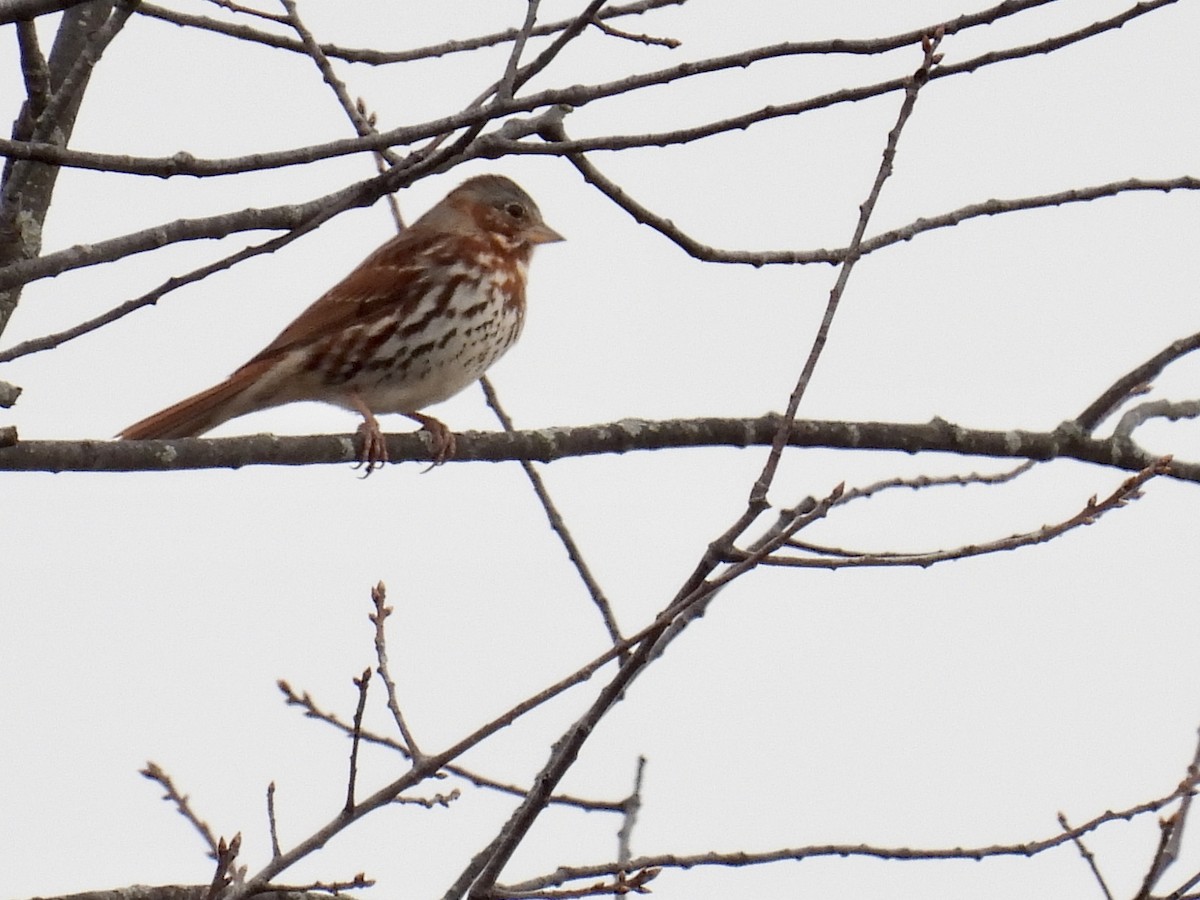 Fox Sparrow - ML430308791