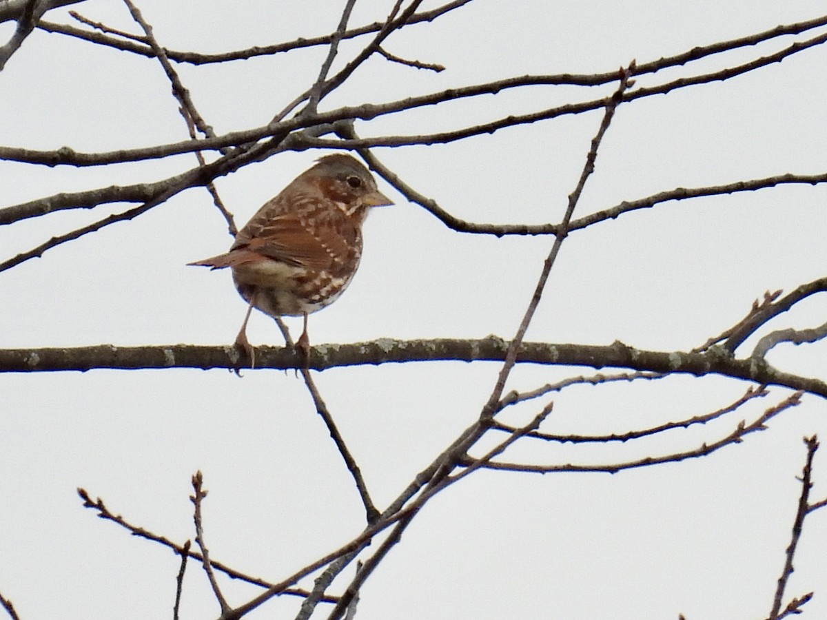 Fox Sparrow - Bonnie Penet