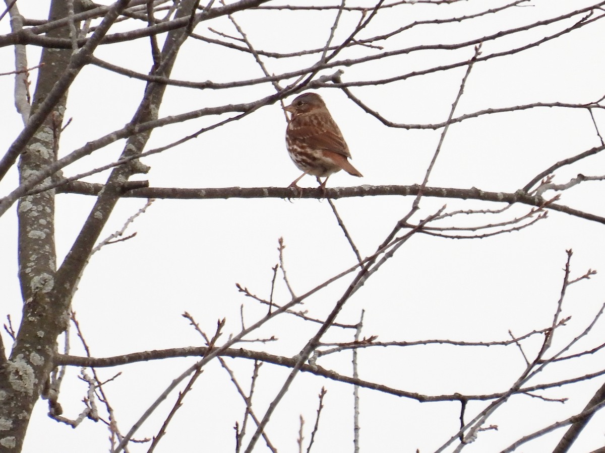 Fox Sparrow - Bonnie Penet