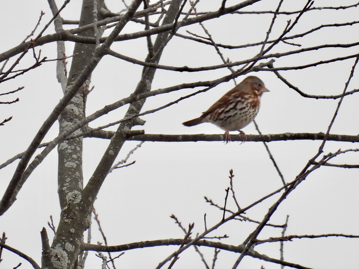 Fox Sparrow - Bonnie Penet