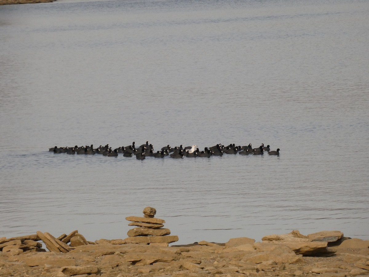 American Coot - John Landon