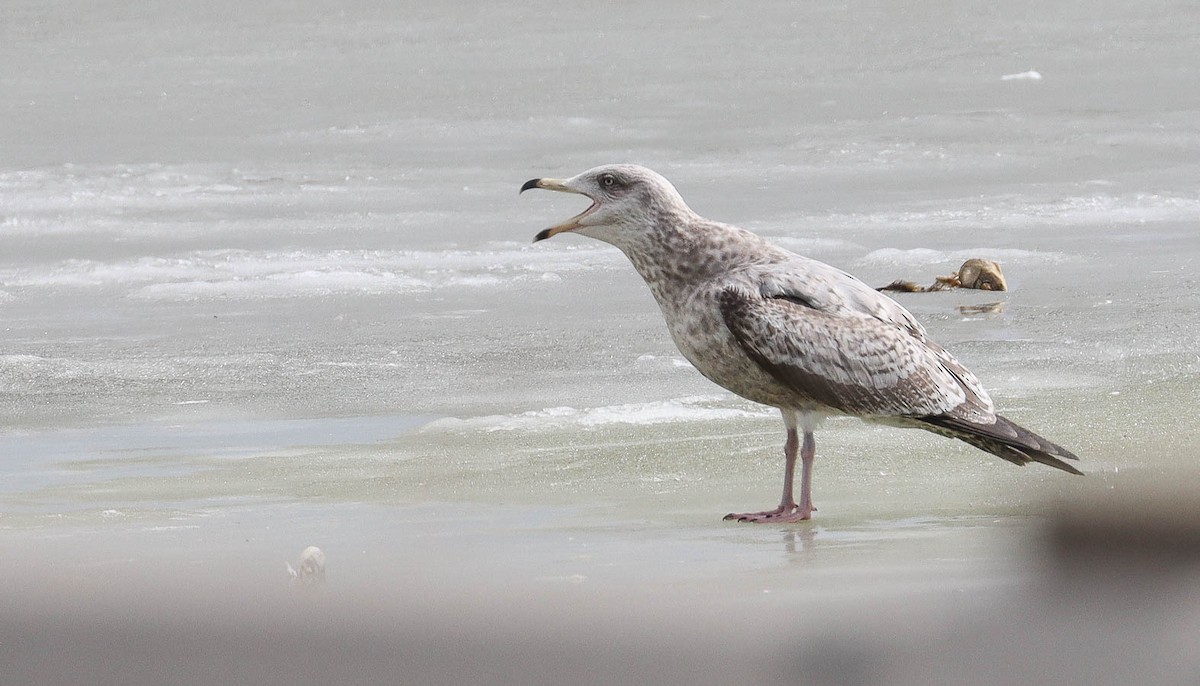 Herring Gull - ML430308991