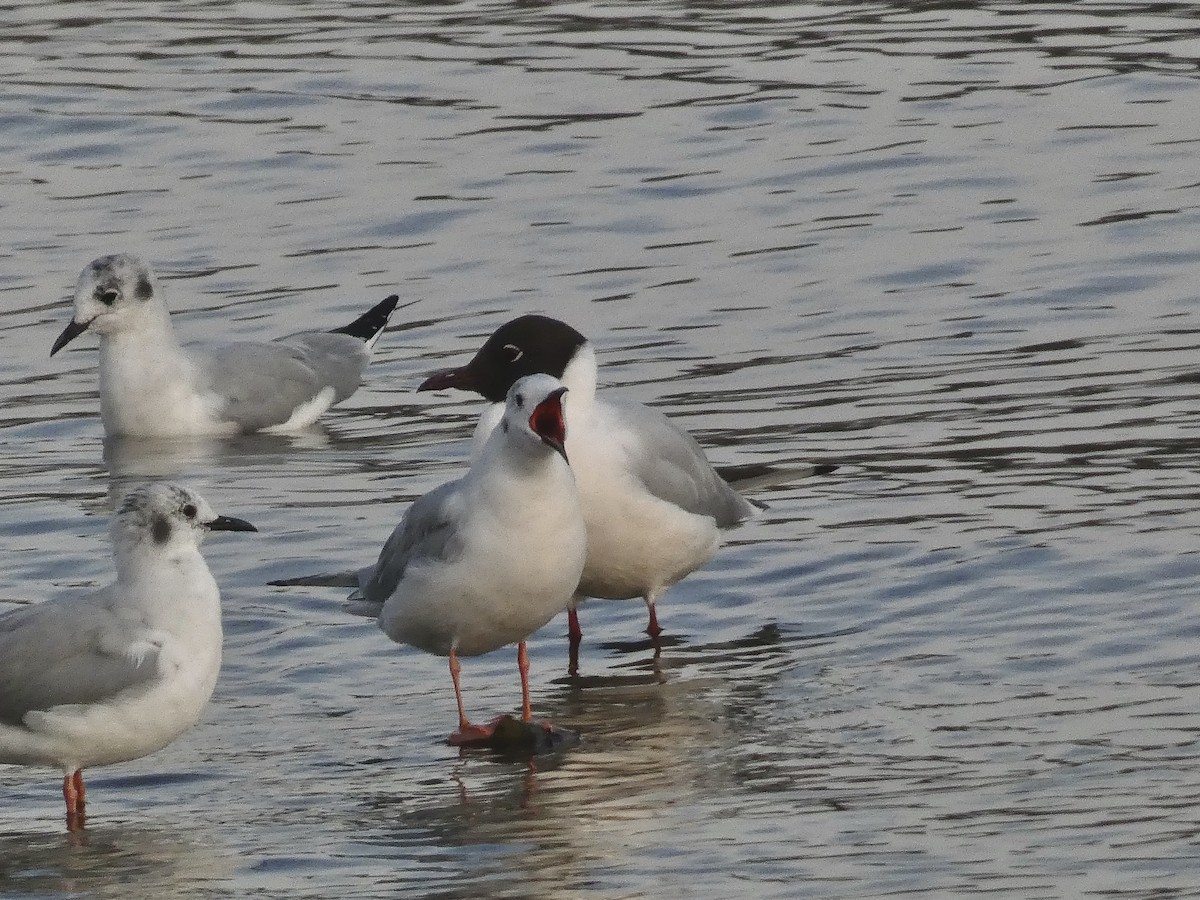 Mouette rieuse - ML430309021