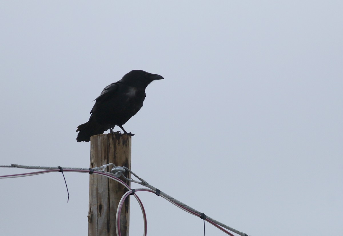 Common Raven - ML430309051