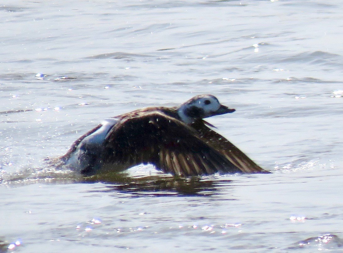 Long-tailed Duck - ML430309161