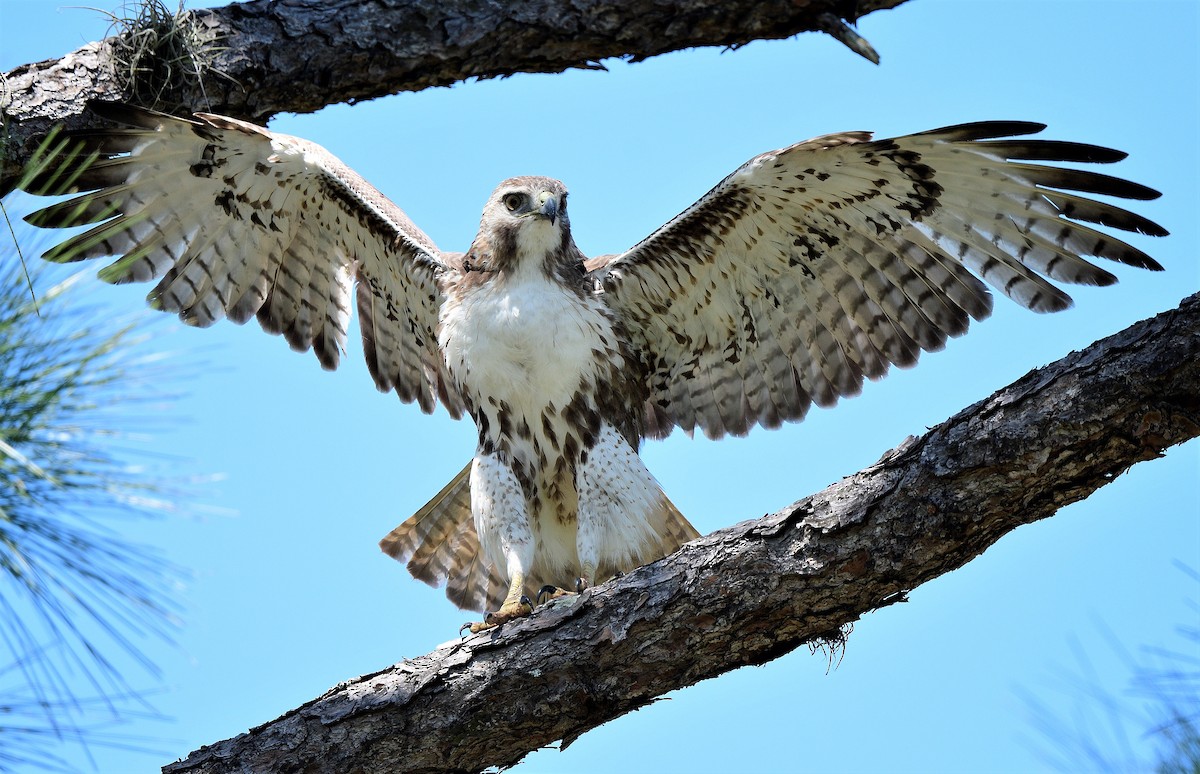 Red-tailed Hawk - ML430312061