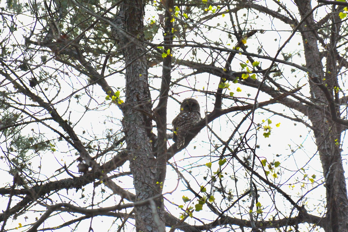 Barred Owl - ML430312411